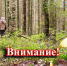 Чтобы не заблудиться в лесу… - Администрация Советского района