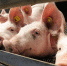 Biologische varkens - Газета Районные вести