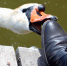swan_3673496_1280 - Газета Районные вести