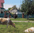 бродячий скот - Газета Районные вести