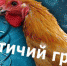 птичий грипп - Газета Районные вести