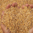 paddy_hands_men_with_paddy - Газета Районные вести
