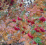photo_2025-10-29_09-49-30 - Газета Районные вести